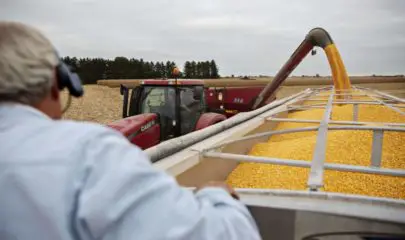 Chinas Soybean Demand Lowers by Swine Fever